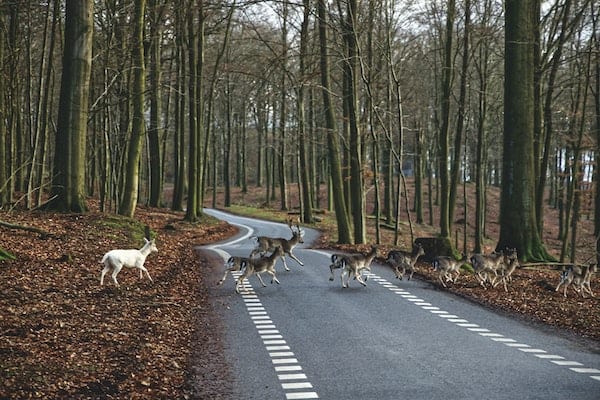 How to Avoid Deer Accidents with Motorcycles?