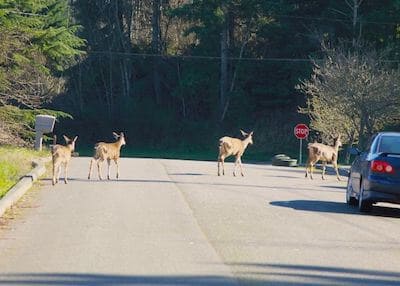 bunch of deer disturbing riders on road