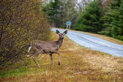 having an accident with deer can cause severe injury